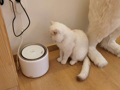 -猫腻·猫咖·撸猫馆(星光大道店)