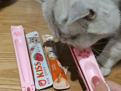 -藏猫猫咖啡主题馆(中央大道店)