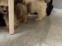 -安安宠医·臻爱宠物医院·宠保定点(营门口路分院)