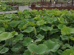 -梁鸿国家湿地公园