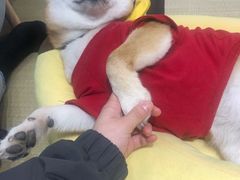 -逗柴咖啡屋·狗咖猫咖宠物桌游