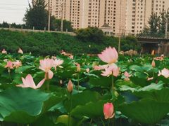 -前关湿地公园