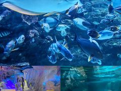 -海合安成都极地海洋公园