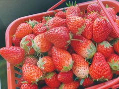 -前小桔亲子创意农场·草莓采摘·露营烧烤