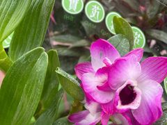 -保定市花鸟鱼虫市场