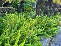 -墨尔本皇家植物园