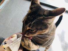 -喵屿·大理花园猫咖