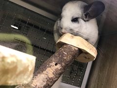 -藦茜花园宠物主题亲子互动体验馆(国顺东路店)