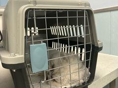 -纳吉亚猫专科动物诊疗中心(蒋宅口分院)