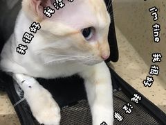 -伟伟宠物医院·CT影像中心·瑞派犬猫综合性门诊(汉口总院)