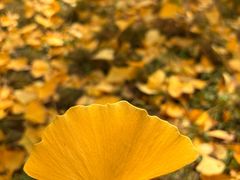 -汉长安城未央宫国家考古遗址公园