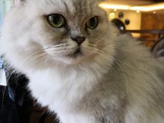 -more than meow吴止猫主题餐厅(承德 中船汇店)