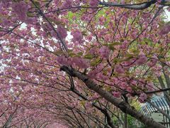 -高东镇樱花园