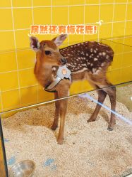 -神奇动物撸宠馆·羊驼·小浣熊·异宠(豫园店)