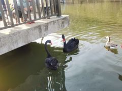-合肥野生动物园