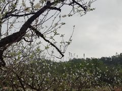 -南国桃园旅游度假区