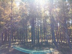 -塞罕坝国家级自然保护区