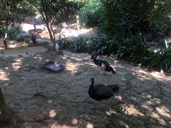 -泉州海丝野生动物世界