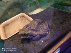 -上海大自然野生昆虫馆