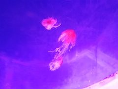 -临沂极地海洋王国