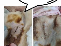 -瑞派雷欧宠物医院·24h夜诊·心脏骨科牙科·全科重症转诊中心(无影山店)