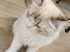 -柴迷FANS CLUB·柴犬狗咖·猫咖
