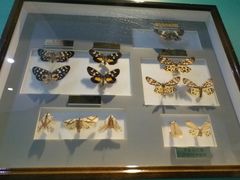 -上海昆虫博物馆