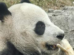 -武汉动物园