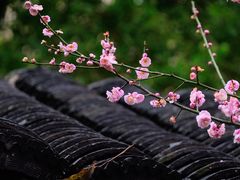 -莫愁湖公园