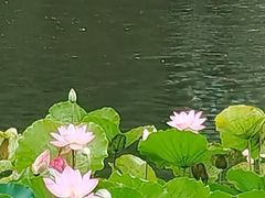 -荔湾湖公园