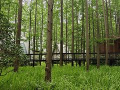 -黄海国家森林公园