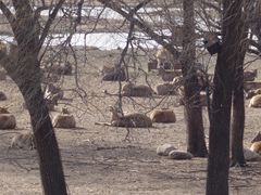 -北京麋鹿生态实验中心