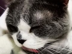 -我爱猫咪·猫咖·狗咖·安哥拉兔·羊驼咖(小寨华旗店)