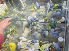 -青石桥花鸟鱼虫市场(叠翠城店)