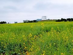 -光明小镇欢乐田园