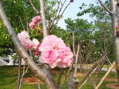 樱花-广东工业大学(大学城校区)