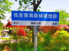 -黄海国家森林公园