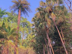 -中国科学院西双版纳热带植物园