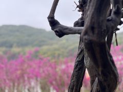-苏州上方山国家森林公园