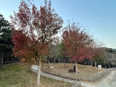 -北京西山国家森林公园