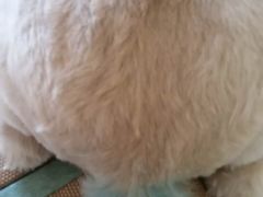 -瑞派·关忠动物医院·猫专科·犬专科(三环新城店)