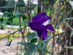 -中国科学院西双版纳热带植物园