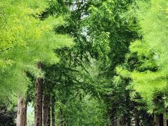 -合肥滨湖国家森林公园