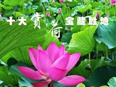 -莲花池公园