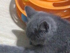 -猫大福·Fortune Cat猫舍(百子湾店)
