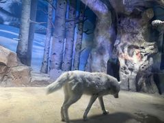 -芜湖新华联大白鲸海洋公园