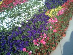 -石家庄市植物园