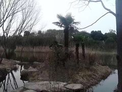-新江湾城公园