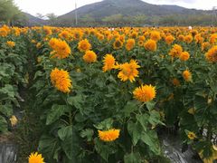 -亚龙湾国际玫瑰谷