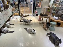 -藏猫猫咖啡主题馆(中央大道店)
